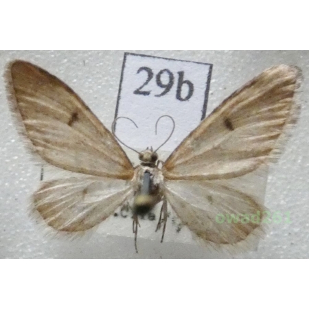 Eupithecia indigata (Hübner, 1813) Czech29b
